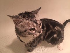 -纳吉亚猫专科动物诊疗中心(蒋宅口分院)