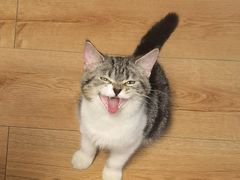 -平行世界·猫咖(首经贸店)