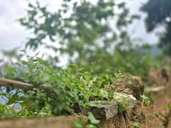 -萝卜寨羌文化生态旅游区