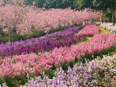 -天适樱花悠乐园