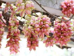 -中国科学院华南植物园