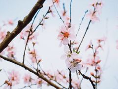 -秀丽东方