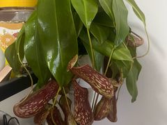 -上海鲜花港