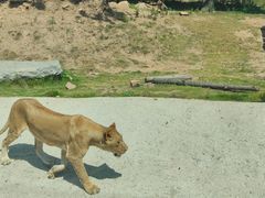 -西霞口神雕山野生动物世界