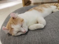 -猫和宫(六道口店)