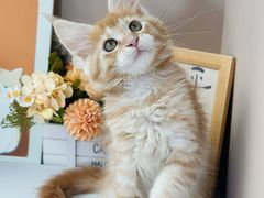 -小猫来了·猫舍(红山六九七九店)
