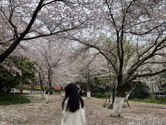 -武汉大学-樱园
