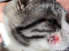 -美联众合动物医院·24h转诊中心