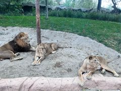 -北京野生动物园