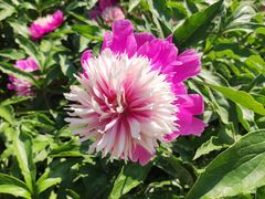 -莲池书院博物馆