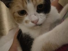 -宠颐生汉谟拉比宠物医院
