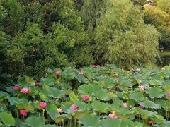 -昆山城市生态森林公园