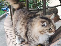 -李小姐の猫咖啡馆(五角场店)