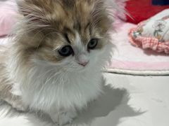 -babydoll猫舍·米努特·德文·缅因(久光中心店)