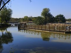 -盐城丹顶鹤湿地生态旅游区