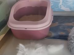 -糯米喵星人总部直营旗舰店·猫舍·幼猫出售
