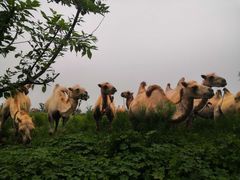 -古柏渡飞黄旅游区