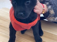 -艾贝尔宠物医院·狂犬免疫点(江山金象城店)