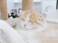 -喵园·猫主题咖啡厅·撸猫·猫咖(国贸店)