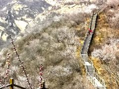 -大岭沟猕猴桃谷风景区