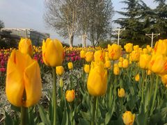 -石家庄市植物园