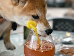 -柴犬高等学院·狗咖·柴犬售卖·宠物训练