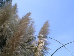 -长兴太湖图影湿地文化园