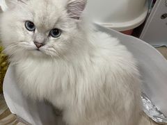 -创凡宠物医院·骨专科  猫科中心(西乡分院)