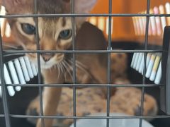 -爱佳宠物中心医院24H·CT·骨外科·猫专科(瑶海万达店)