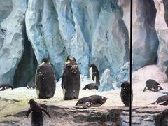 -帝企鹅自助餐厅•儿童岛•真企鹅(长隆企鹅酒店)