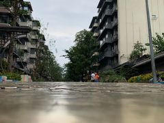 -泡桐树街