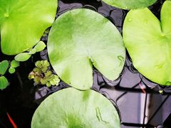-秦美花卉(天朗·莱茵小城2期店)