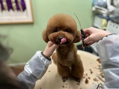 -鑫艺宠物美容培训学校