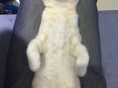 -喵的天空名猫咖啡馆·撸猫·猫舍·用品