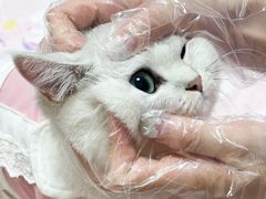 -瑞派康怡24h宠物医院·犬猫医疗中心·微创绝育(瑞景分院)
