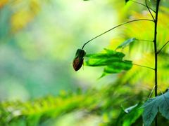 -祁门牯牛降观音堂风景区
