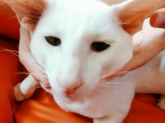 -飞行喵MR PILOT|猫舍·猫咖(静安大融城店)