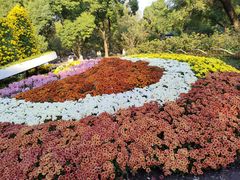 -上海共青森林公园