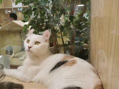 -屋虎猫馆(宝安大仟里店)