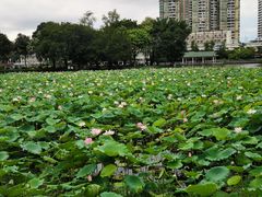 -荔湾湖公园