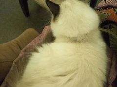 -猫色咖啡·猫咖