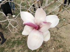 -桃花堤公园
