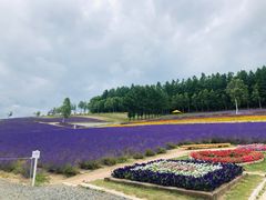 -富田农场