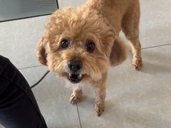 -瑞派福兴宠物医院犬猫全科·骨科·中西医结合(河东店)