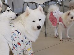 -怪兽屋·羊驼·猫咖·狗咖(俊华广场店)