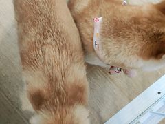-南京Hallo宠物乐园·哈罗犬舍·柴犬繁育基地
