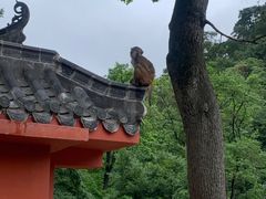 -黔灵山公园