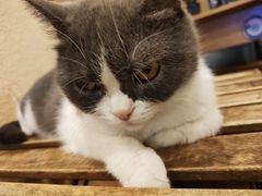 -猫友咖啡店(玉林西路店)