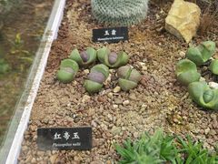 -中国科学院西双版纳热带植物园