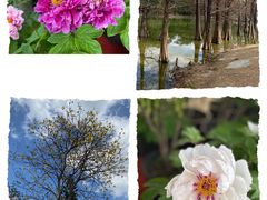 -中国科学院华南植物园